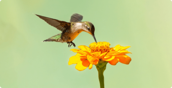 Biodiversity